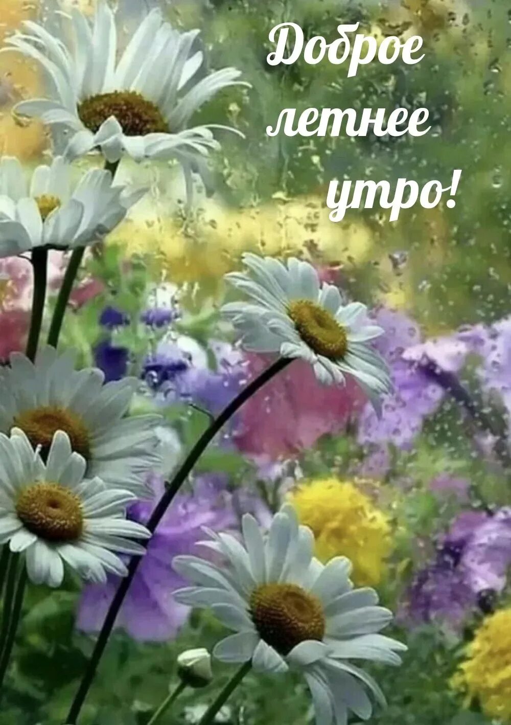 С добрым утром июля природа