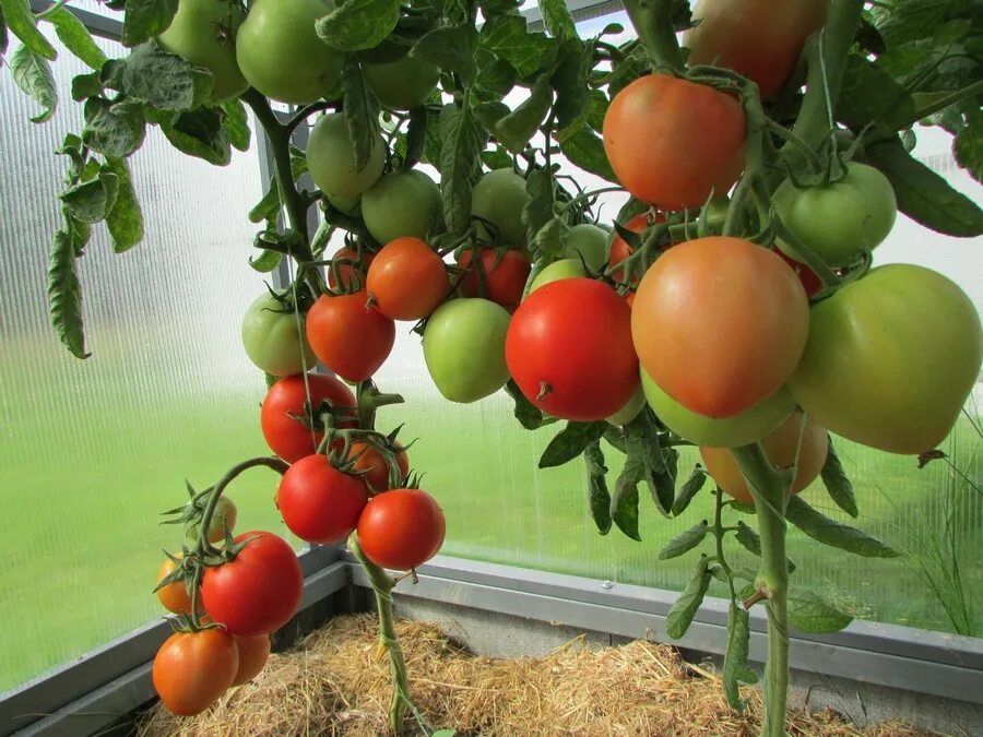 Помидоры госпожа удача описание сорта. Томат удача моряка. Томат удача 1. Томат удача. Сорт помидоров анастасия.