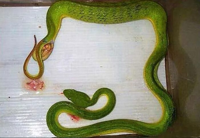 Сон беременной змея. Питон живородящая змея. Яйцеживорождение гадюка. Живородящая змея гадюка. Яйцеживородящие пресмыкающиеся.