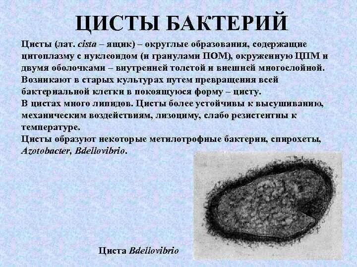 Что образуют бактерии. Что образуют бактерии. Спора схема биология. Что образуют бактерии. Спора бактерии.