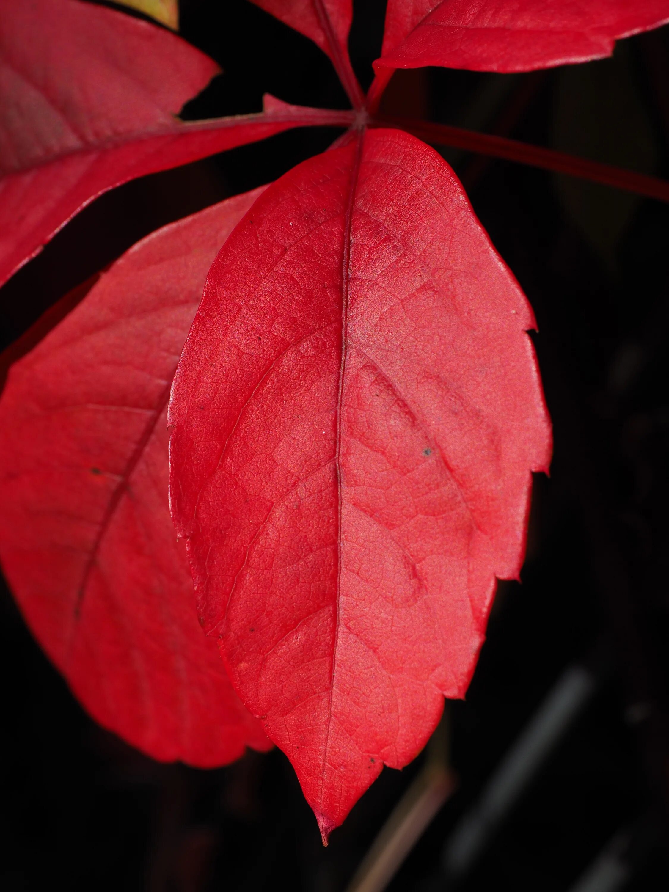 Красный сперва. Parthenocissus vitacea. Красный лист. Растение с красными листьями. Дерево с красными листьями.