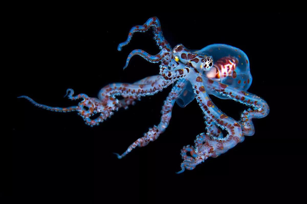 Синекольчатый осьминог. Спрут головоногий моллюск. Биолюминесценция головоногих. Осьминог Vitreledonella Richardi.