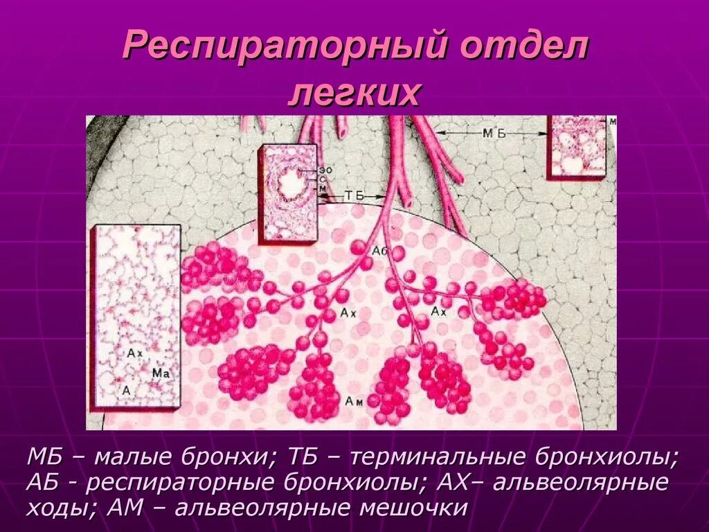 Развитие альвеолярных легких. Респираторный отдел легких. респираторный отдел легких гистология. респираторный отдел легких строение. строение респираторного отдела легкого.