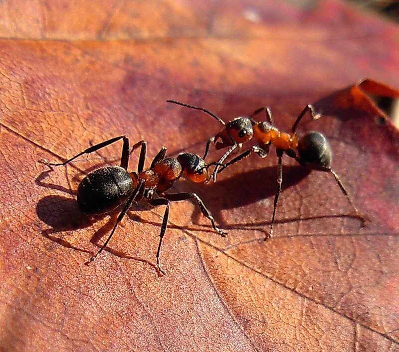 Муравьи фуражиры. Рыжие Лесные муравьи фуражиры. Солдат рыжего лесного муравья. Лесные муравьи.