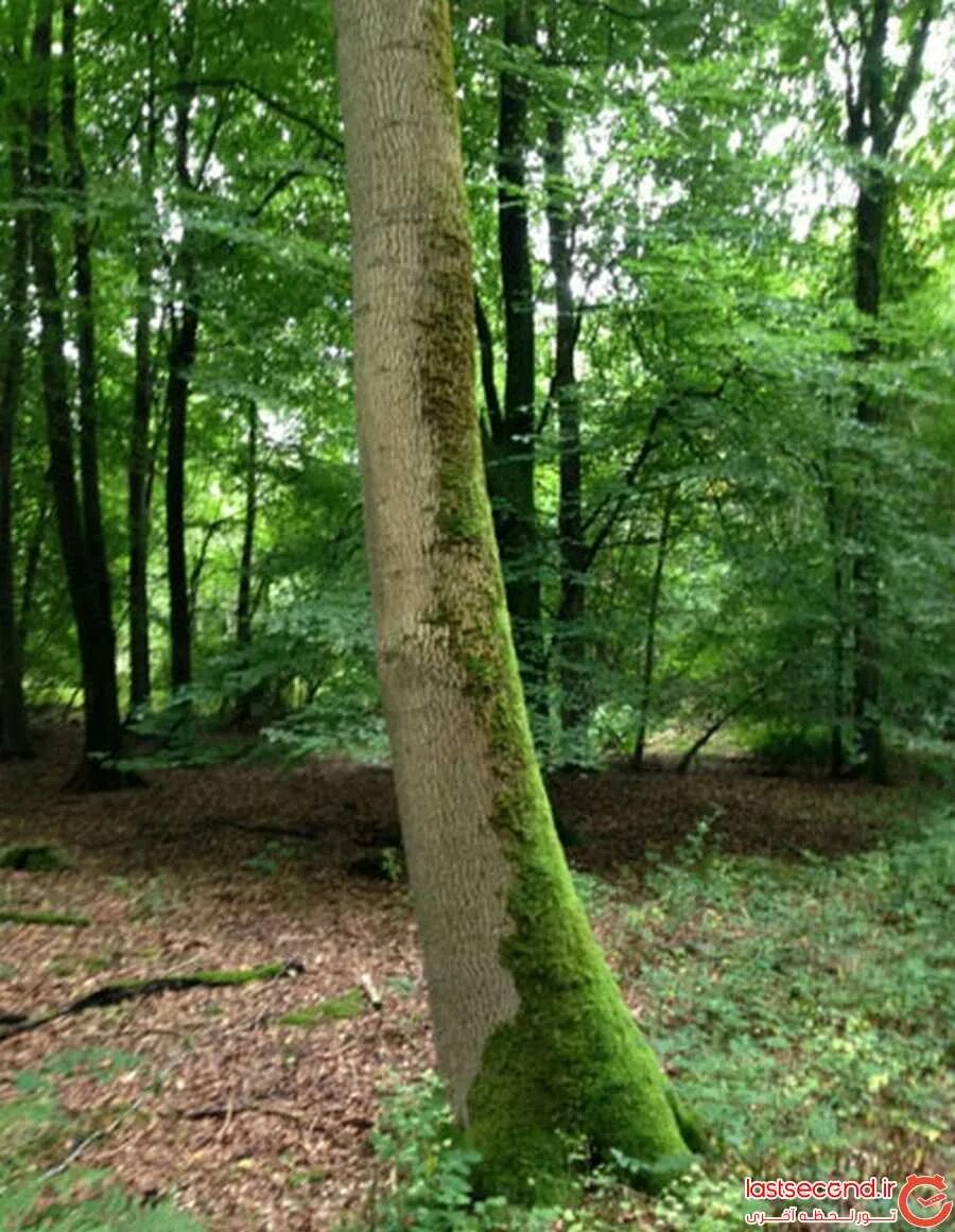 Ствол дерева. Ориентирование по мху на деревьях. Мох на дереве. Мох на дереве с Северной стороны. Мох растет на северной стороне