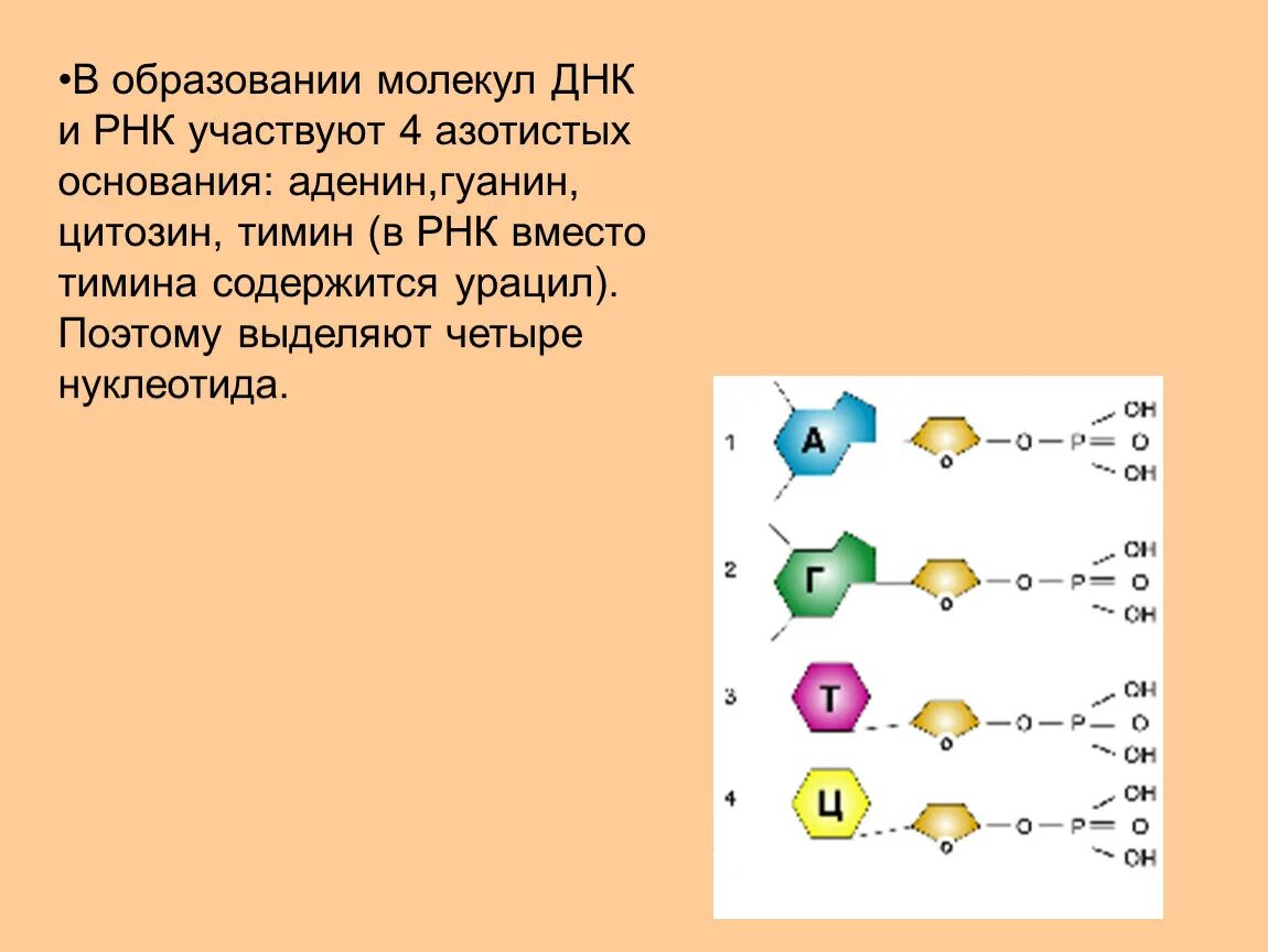 Аденин гуанин цитозин Тимин урацил ДНК И РНК задача. Молекула ДНК содержит азотистые основания. Азотистые основания молекулы ДНК. Образование молекулы ДНК.