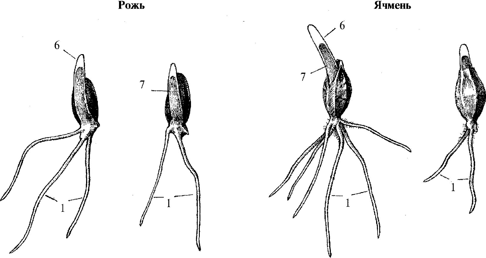 Колеоптиль. Прорастание семян ячменя. Проростки семян злаков (зародышевые корешки):. Прорастание зерновки пшеницы. Что такое эпикотиль гипокотиль колеоптиль.
