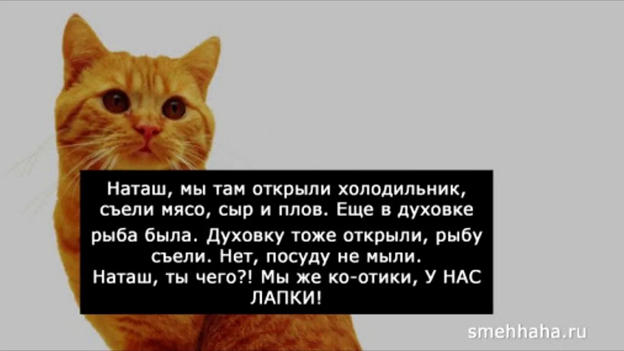 Наташа и коты. Анекдоты про Наташу и котов. Наташа и коты мемы.