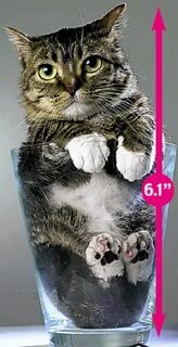Самого маленького кота