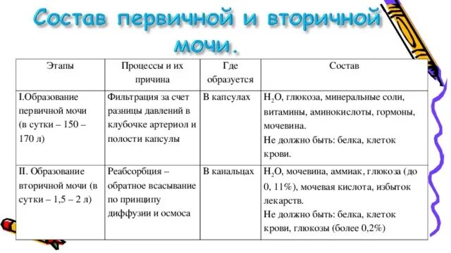 Сколько образуется вторичной мочи. Первичная моча состав. Механизм образования первичной и вторичной мочи. Процессы и их причина первичная моча. Первичная и вторичная моча образование.