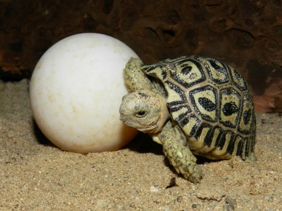 американские сухопутные черепахи. среднеазиатская черепаха детеныш. черепаха каретта-каретта. морские черепашата вылупляются. черепаха каретта-каретта откладывает яйца.