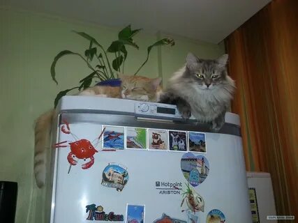 Коты и репрессии