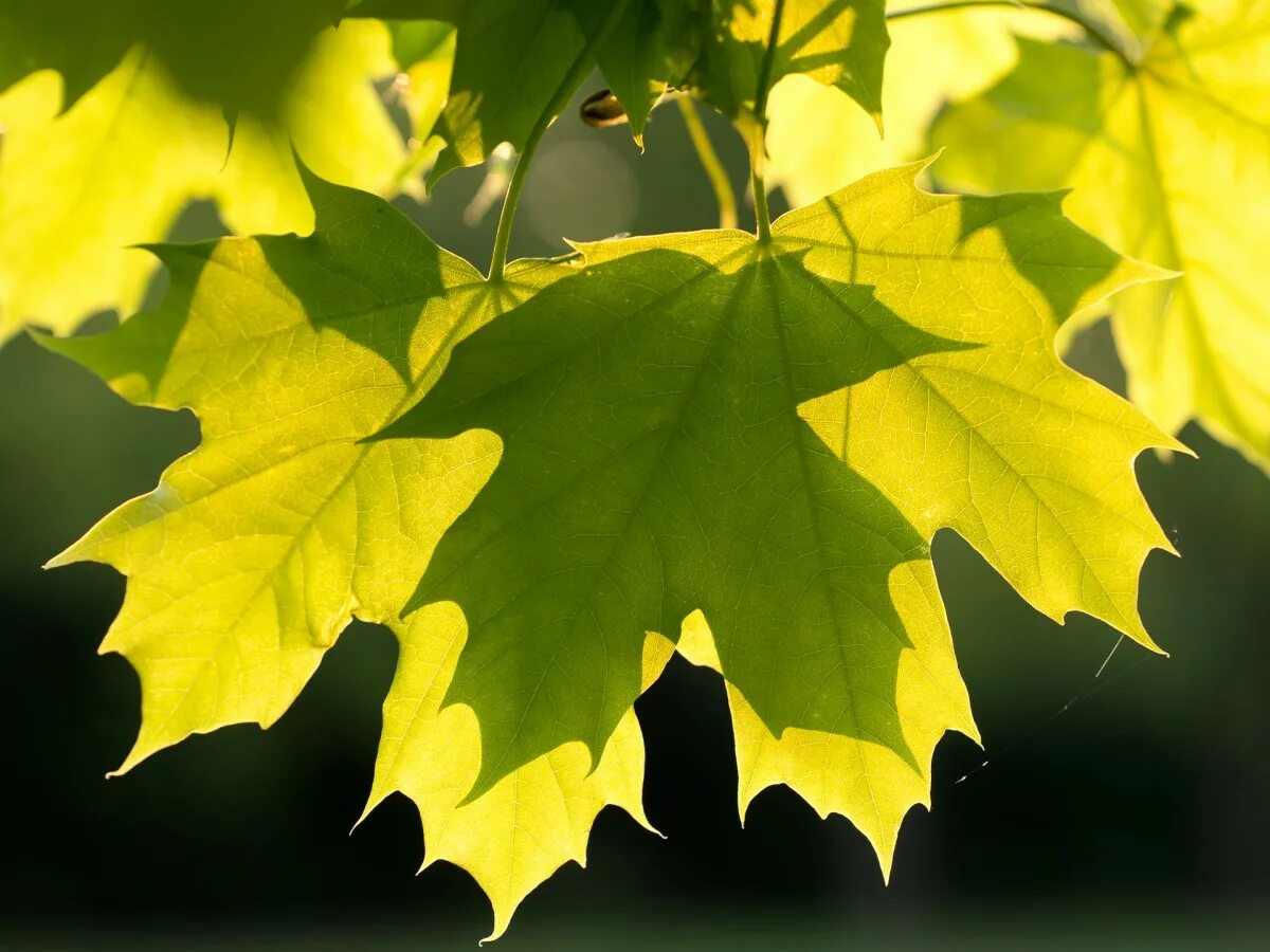 Листья клена 7. Лист клена. Клен и кленовый лист. Клён жёлтый. Клён остролистный зелёно жёлтый.