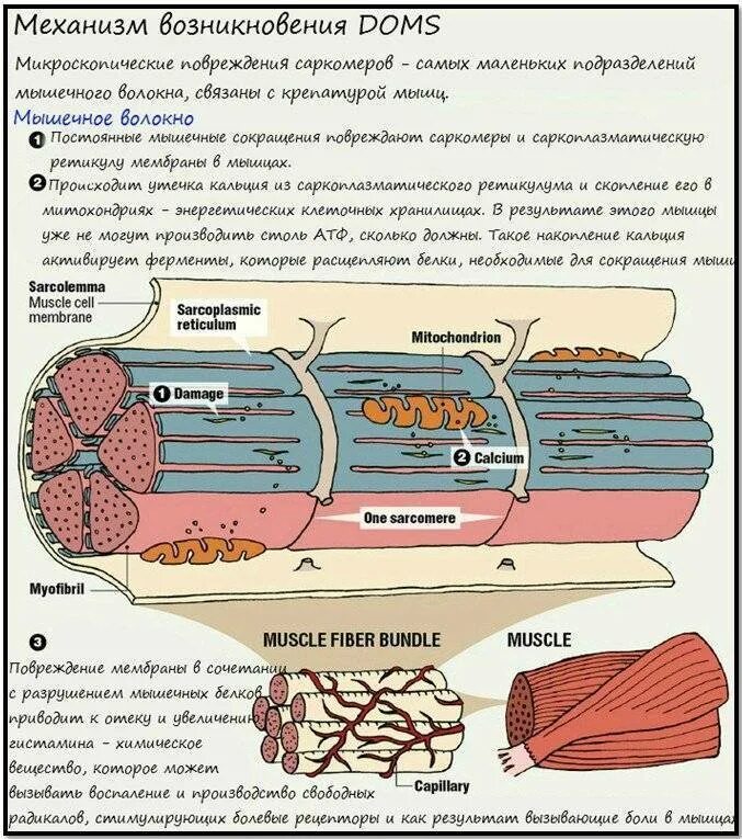 Почему болят мышцы после физических нагрузок. Мышцы после тренировки. крепатура мышц что это. крепатура мышц после тренировки. как растут мышцы после тренировки.