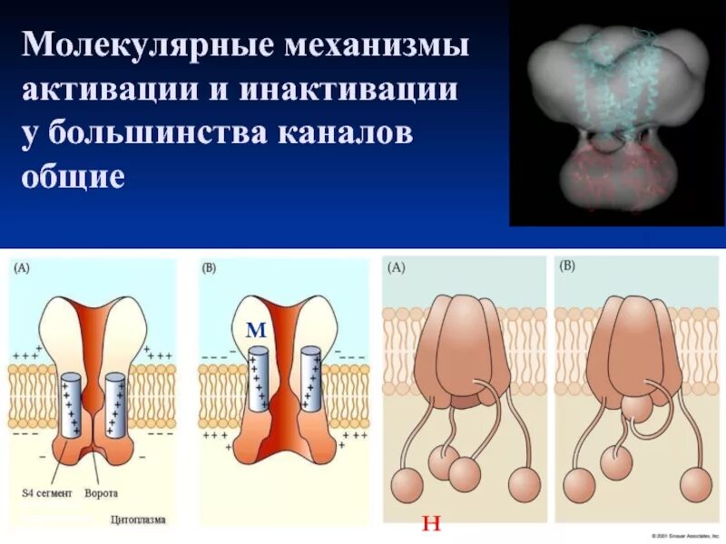Ионные каналы мембран. Механизм инактивации натриевых каналов. Переносчики ионные каналы. Активация инактивация лиганд. Строение потенциал зависимых ионных каналов.