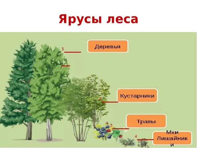 Этажи ярусы леса. Лесные этажи ярусы лиственного леса. Ярусы леса 2 класс. Ярусы хвойно широколиственного леса. Растения 4 яруса леса