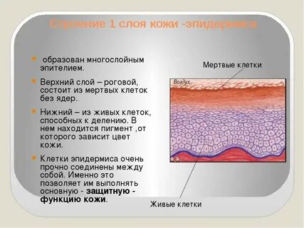 В каком слое кожи синтезируется меланин впр