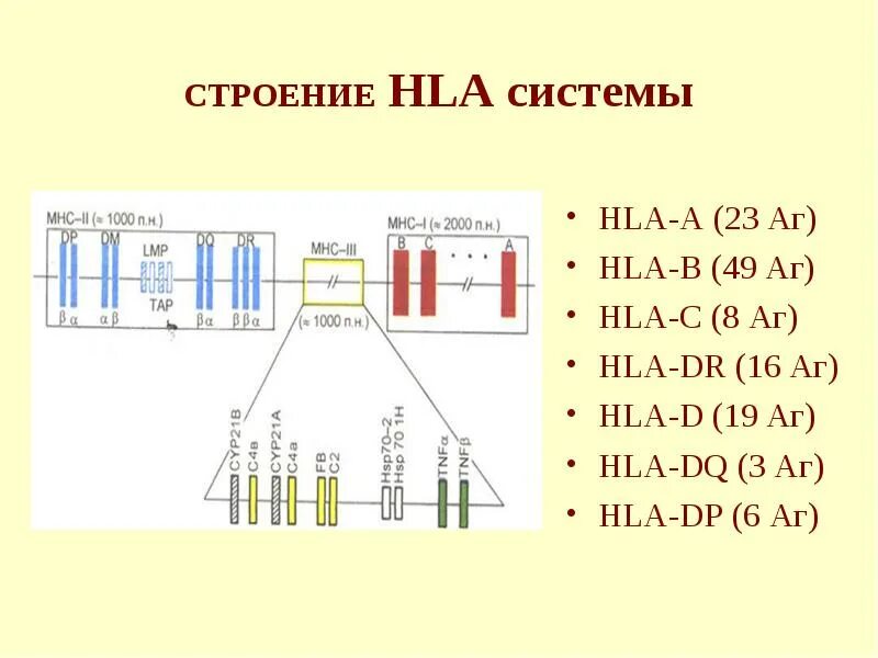 Совместимость hla 2 класса. Гены системы гистосовместимости hla. схема строения антигенов hla 1 и 2 классов. строение hla комплекса. гены 1 класса системы hla.