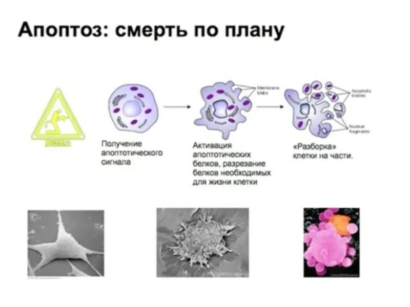 Апоптоз это в биологии 10 класс. Апоптоз клетки. Апоптоз клетки схема. Смерть клетки апоптоз.