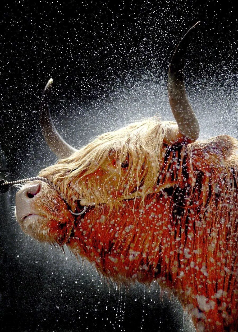 Красивый бык. Златорогий бык. Бык под. Бык под дождем. Красивые быки на рабочий стол.