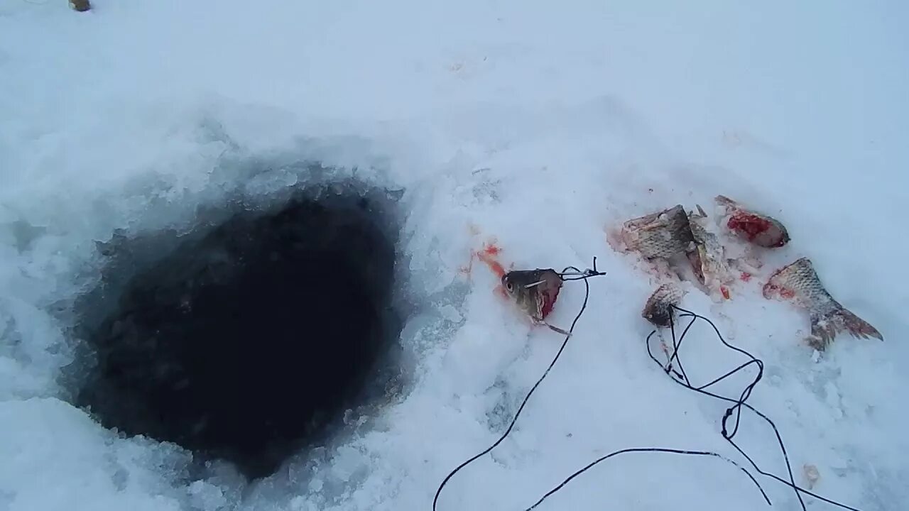 Ловля со льда видео. Зимняя ловля налима на поставушки. Поставухи на налима со льда. Снасть на налима зимой. Зимняя жерлица на налима.