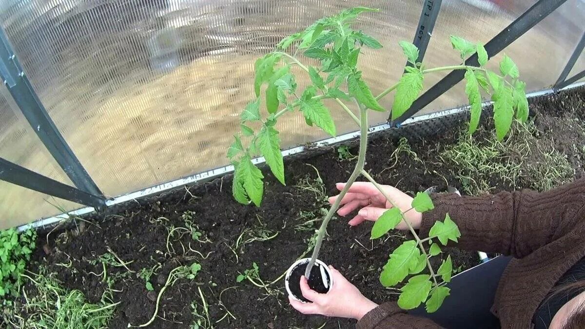 Как правильно посадить томаты в теплице. Высадка рассады помидор в открытый грунт. Черенкование томатов рассады. Что такое пикировка рассады помидоров. Посадка рассады помидор в теплицу.