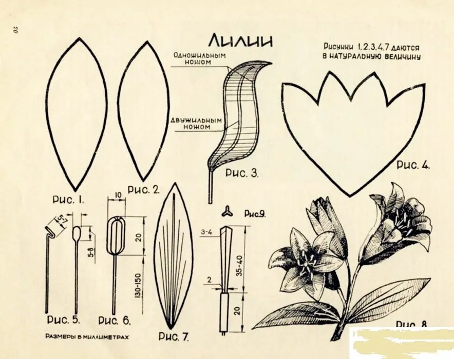Форма листьев лилии. Выкройки цветов. Лекало цветов. Лекало цветка. Выкройки лепестков цветов.