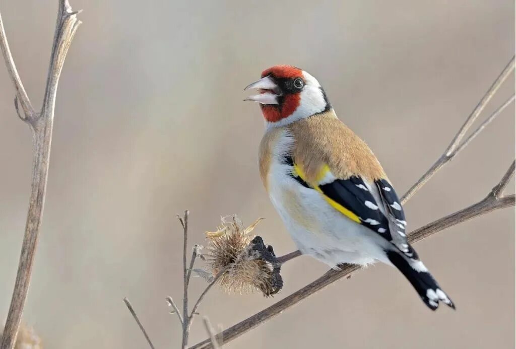 Маленькая птичка с желтыми крыльями. Щегол Березовик. Щегол (Carduelis Carduelis). Щеглы зеленушки Коноплянки. Седоголовый щегол.