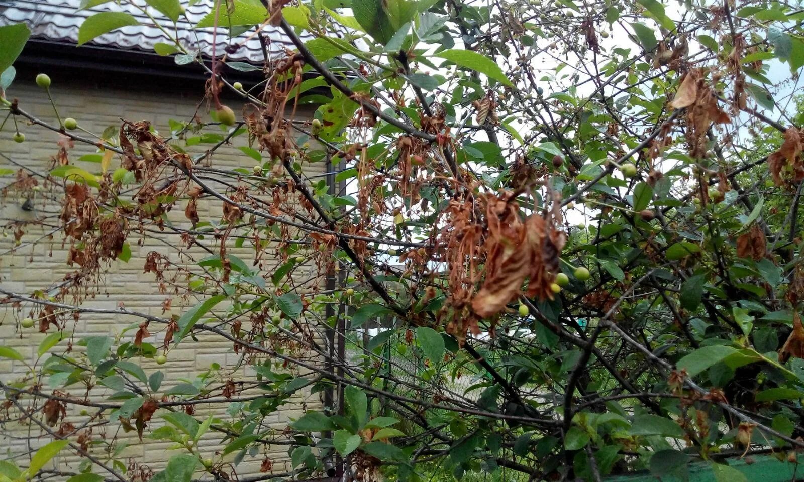 Монилиоз косточковых черешни. Монилиоз облепихи. Молиниоз. Монилиоз косточковых черешни. Монилиоз абрикоса.