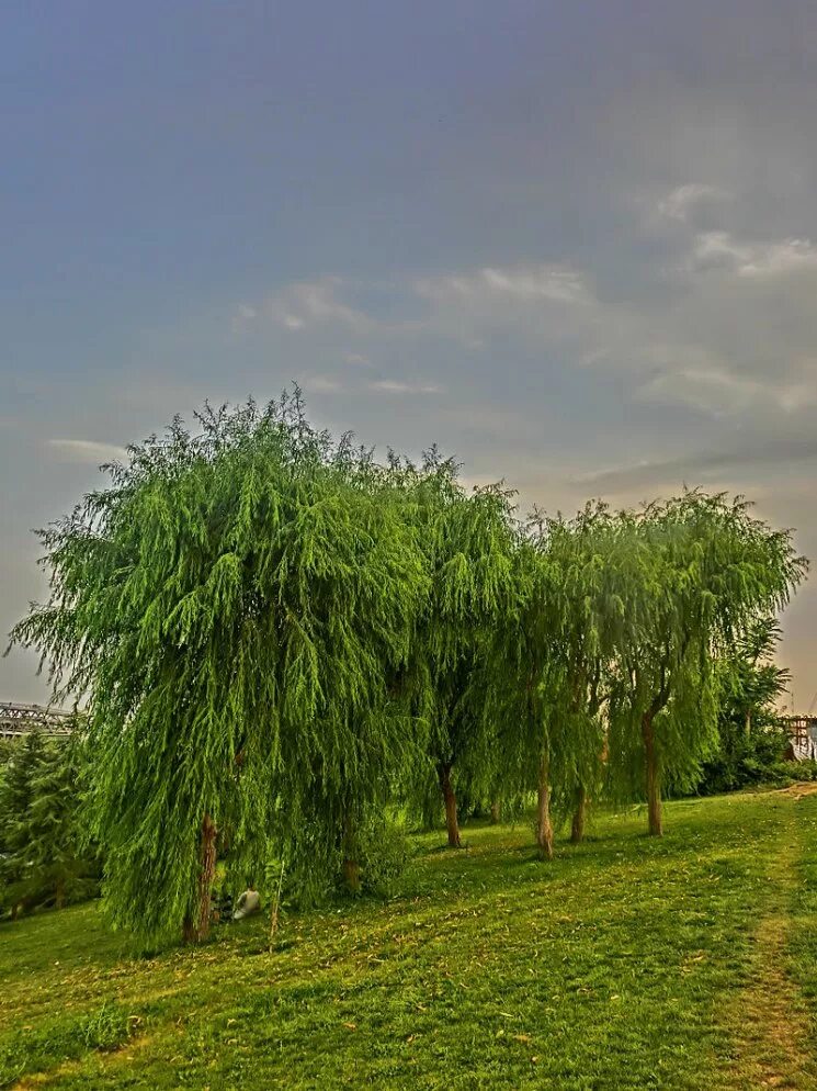 Ива Вавилонская плакучая. Ива Вавилонская (Salix babylonica). Ива Salix. Ива Матсудана (Salix matsudana). Выросла ива