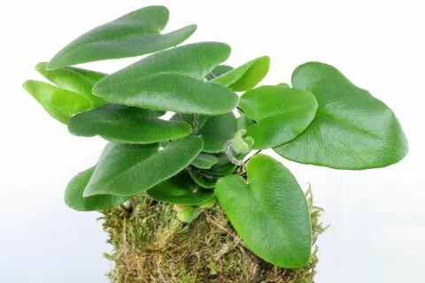 Google plants