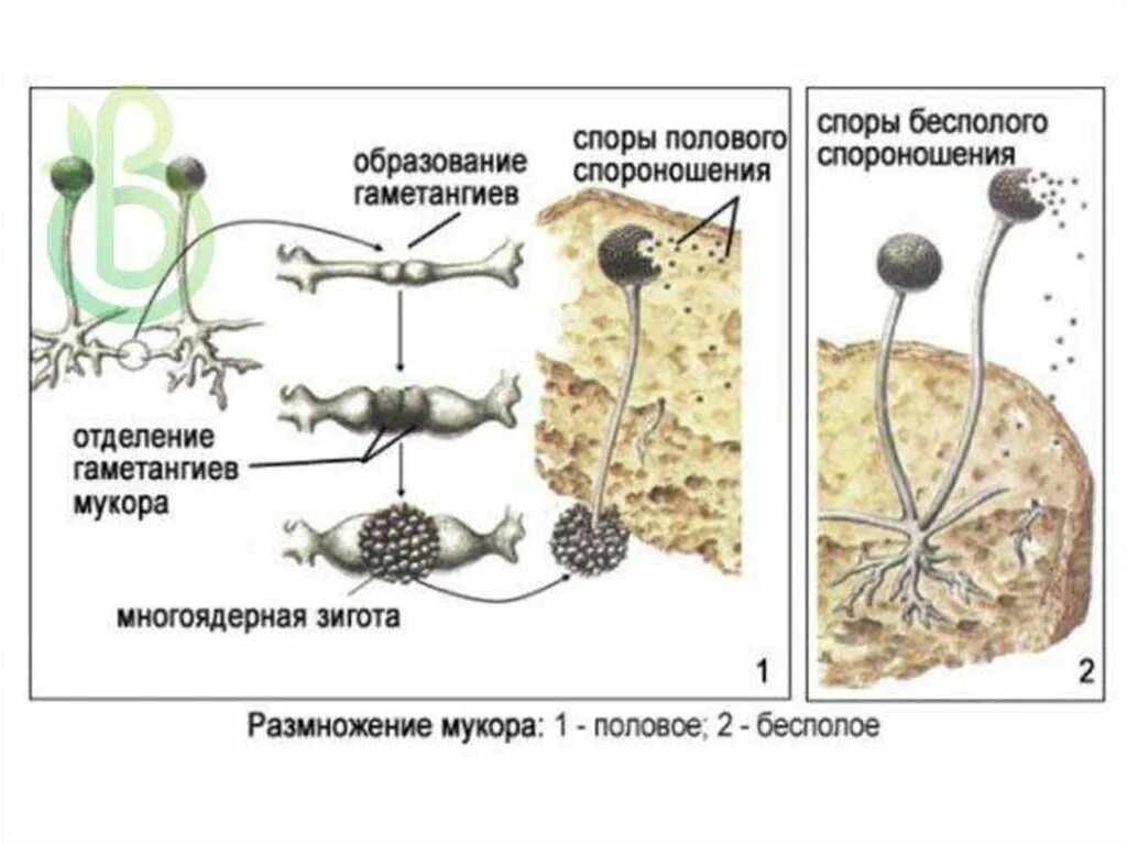 Цикл развития гриба мукора. Цикл развития гриба мукор. Жизненный цикл мукора рисунок. Строение и размножение гриба мукора. Вместилище бесполых спор грибов