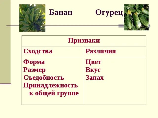 О чем свидетельствует сходство и различие. Сходства и различия огурца и тыквы. Сходства и различия огурца и тыквы таблица. Сходства огурца и тыквы таблица. Различие в листьях тыквы и огурца.