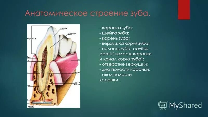 Какую функцию выполняет шейка зуба. Анатомические структуры полости зуба. Строение зуба отверстие верхушки.