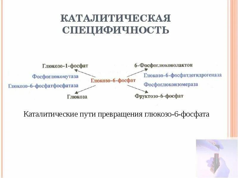 Специфичность примеры. Каталитическая специфичность. Каталитическая специфичность ферментов. Специфичность ферментов. Каталитическая специфичность ферментов пример.