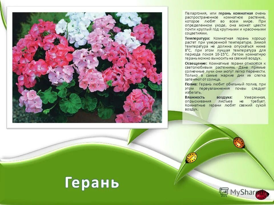 герань температура