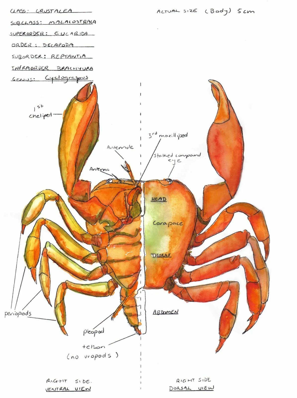 Краб чертеж. Внешнее строение краба. Строение краба биология. Внешнее строение краба схема. Внутреннее строение краба схема.