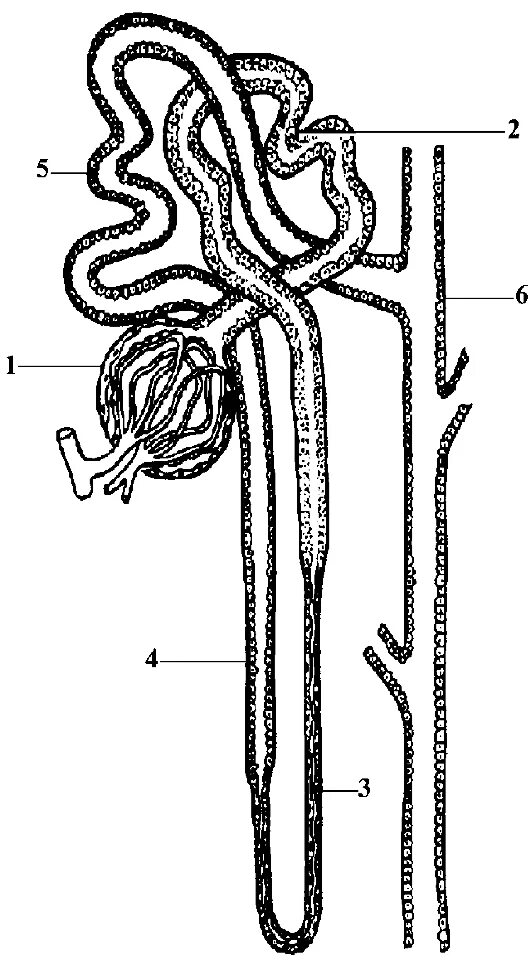 Строение нефрона анатомия. Строение нефрона ЕГЭ биология. Схема строения нефрона почки. Строение нефрона почки.