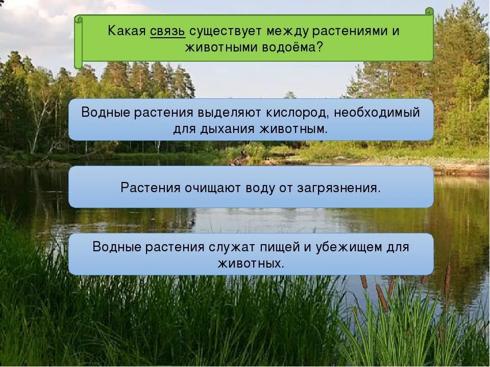 Сообщество озеро 3 класс. Взаимосвязь между растениями. Взаимоотношения между растениями и животными. Взаимосвязь между растением и животным. Взаимосвязь между растениями и животными.