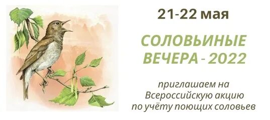 Соловьиные трели как пишется