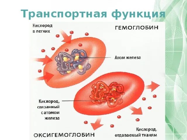 В чем проявляется транспортная функция. Транспортная функция. Транспортная функция гемоглобина. Транспортная функция крови. Транспортная функция белков.