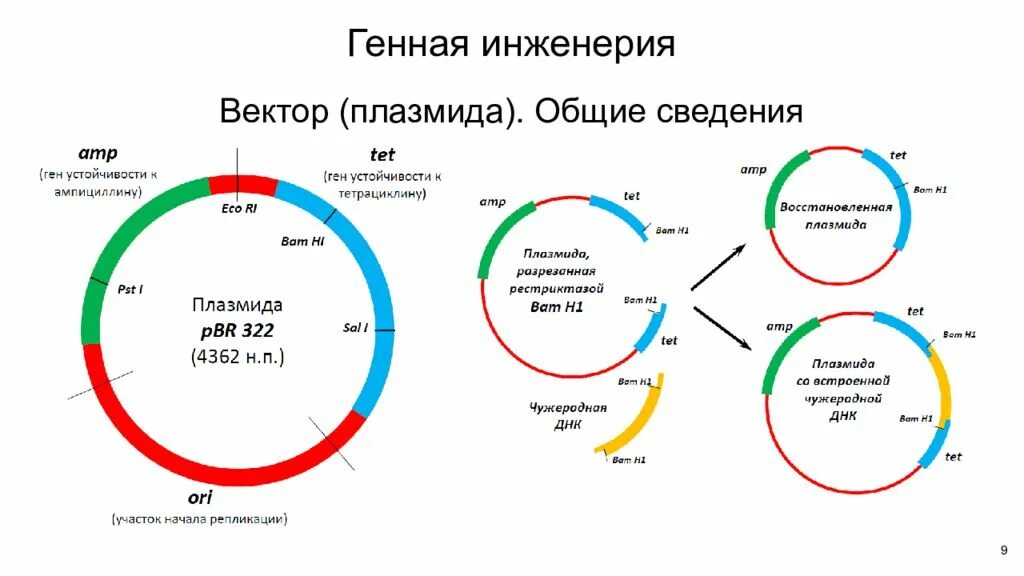 Плазмиды биотехнология. Метод плазмид схема. Генная инженерия плазмида. Плазмиды в генной инженерии. Векторы в генной инженерии.