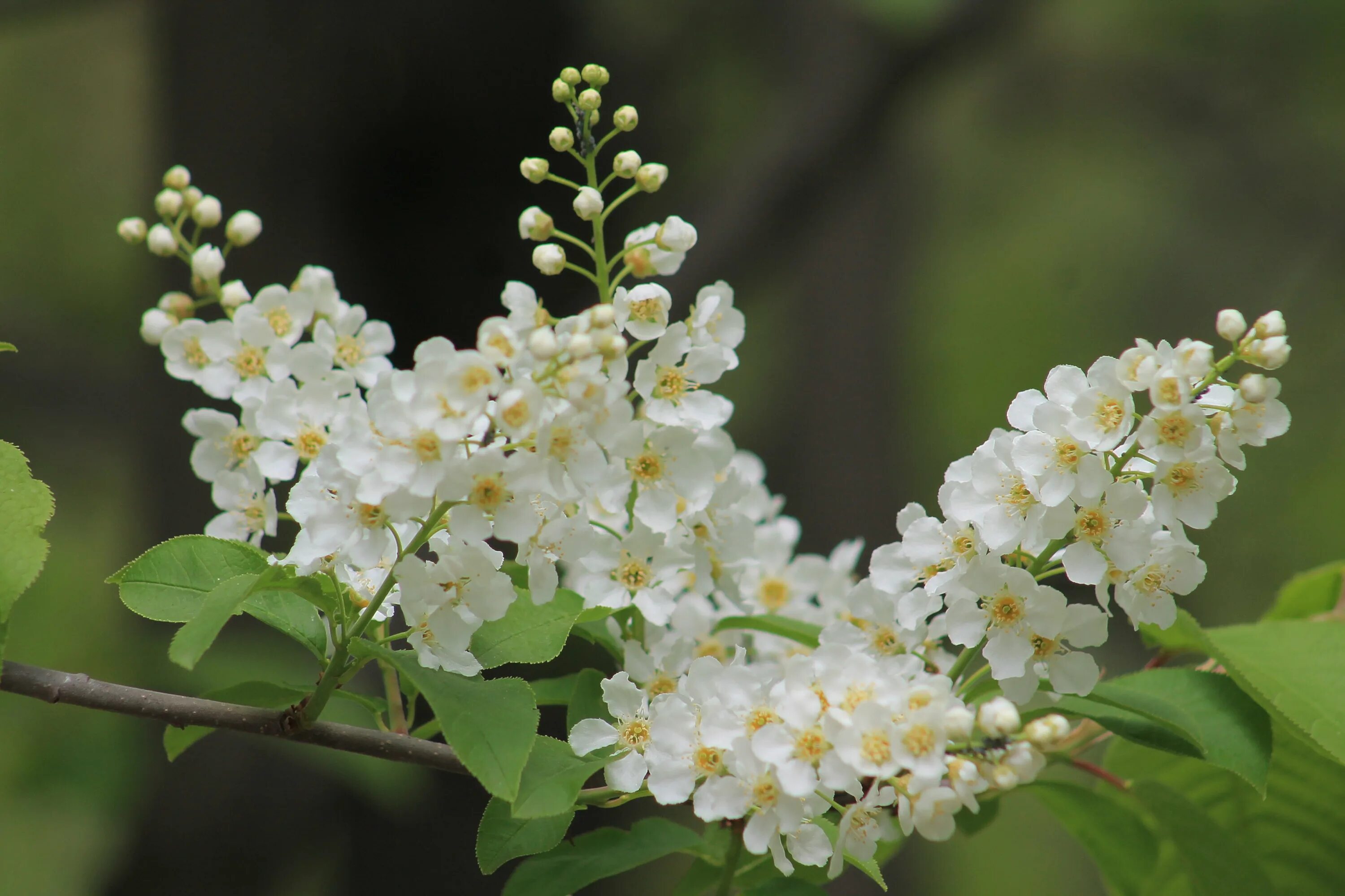 Черемуха в цвету. Цветущая черемуха. Белая черемуха пышно расцвела. Красавица весна. Цветет береза и черемуха.
