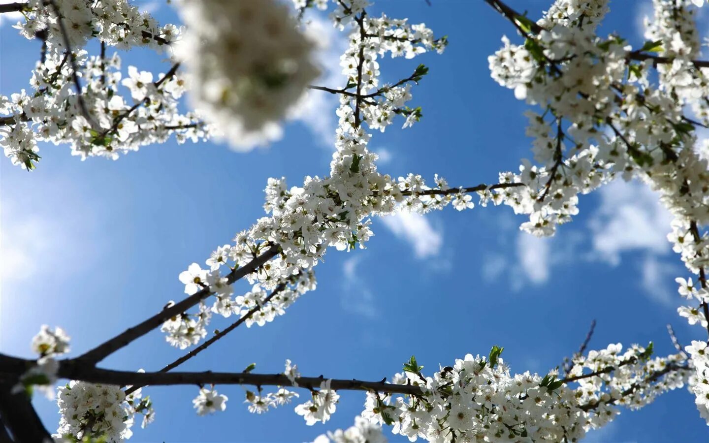 Природа весной. Весенние картинки на рабочий стол. White blossoms