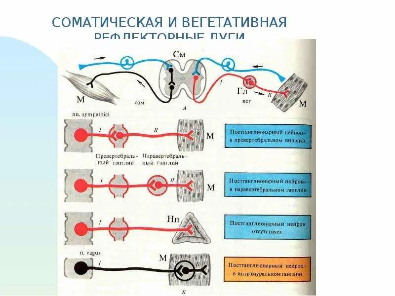 Соматические образы