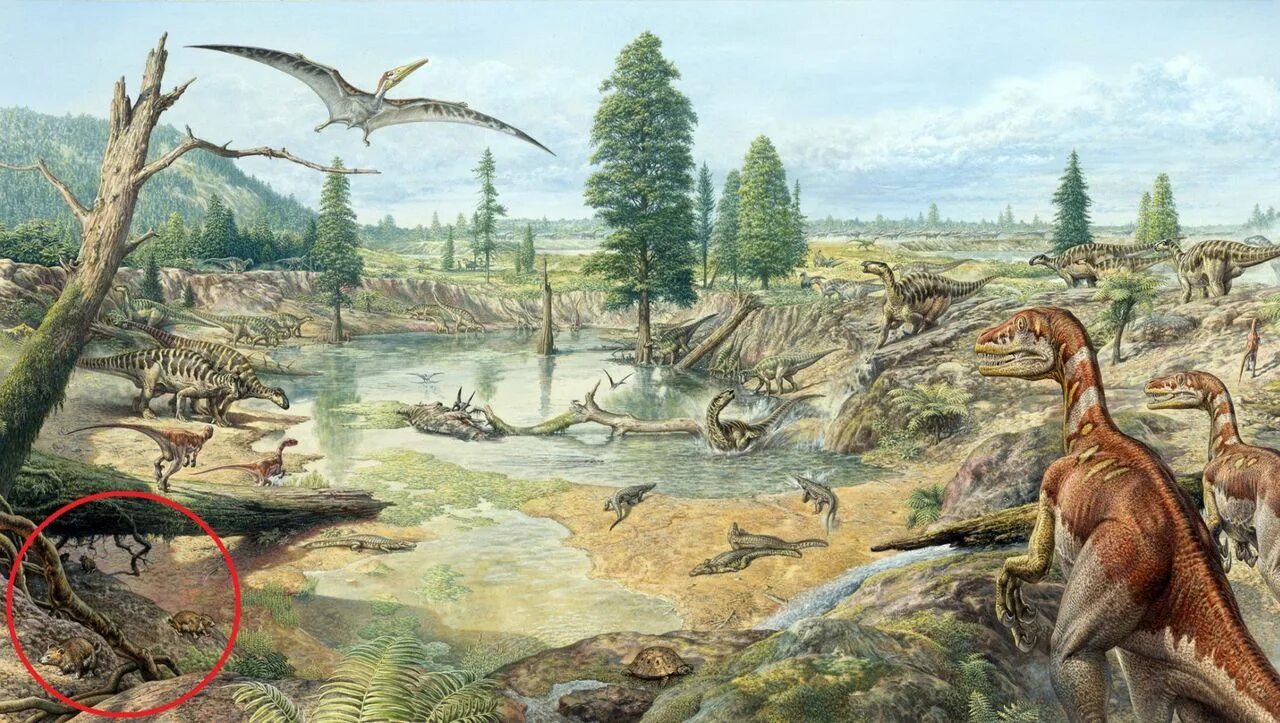 Млекопитающие мезозойской эры. Эра мезозой сумчатые. Млекопитающие мезозойской эры. Кайнозойская эра палеоген животные. Плацентарные млекопитающие мезозоя.