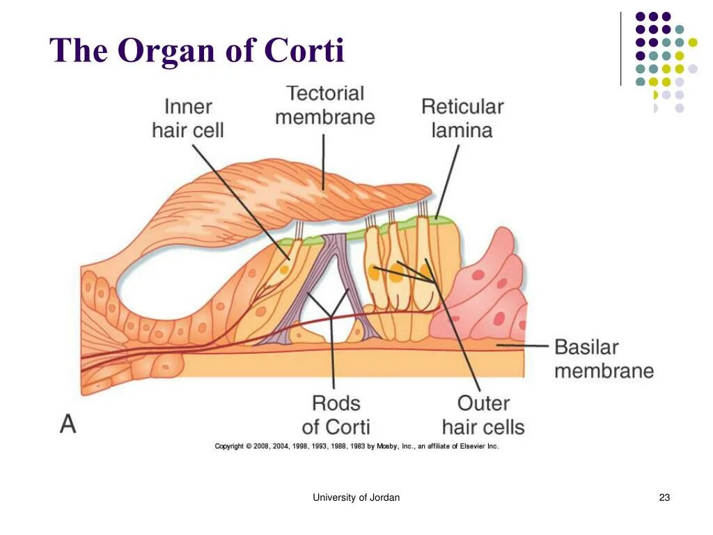 Орган корти с клетками. Corti organ. Орган корти с клетками. Tectorial membrane. Орган корти.