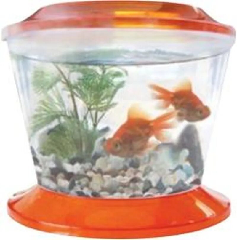 Аквариум gold fish bowl 4л. Рыбка для аквариума г. Hyphessobrycon serpae. Рыбка для аквариума г. Aqua gessa аквариум 20л.
