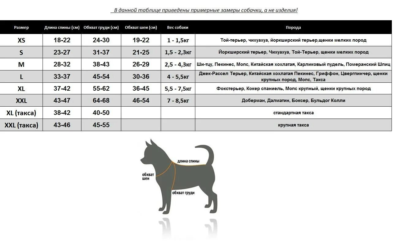 Размерная сетка для собак мелких пород Джек Рассел. Размер шлейки Джек Рассел 2-3 месяца. Размерная сетка для собак мелких пород Цвергпинчер. Размеры Джек Рассел терьера по месяцам таблица.