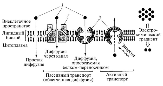Транспорт веществ через мембрану активный и пассивный транспорт. Активный и пассивный транспорт веществ через мембрану физиология. Активный и пассивный транспорт ионов через мембрану. Активный и пассивный транспорт веществ через мембрану схема. Диффузный путь